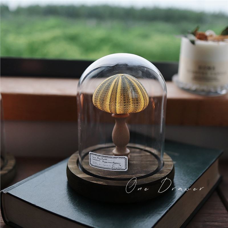 Small night lamp Ornaments Ocean Island Vintage shell